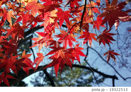 紅葉 19322513