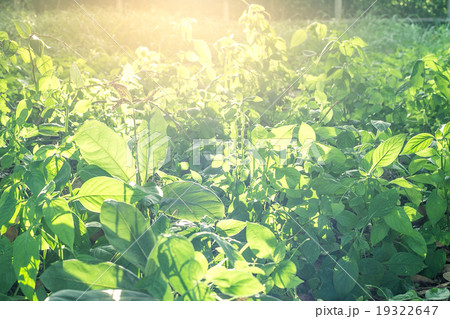 fresh and green leaves fresh and green leaves 19322647