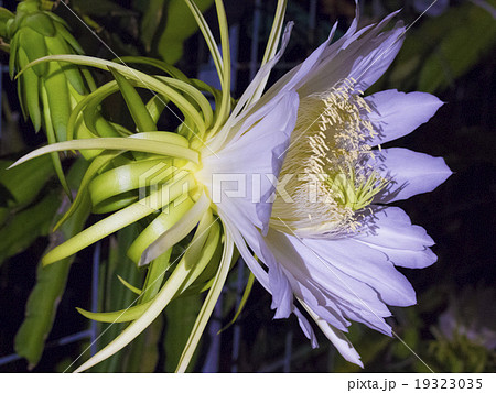 ドラゴンフルーツの花の写真素材