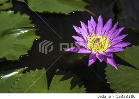 lotus lotus 19323386