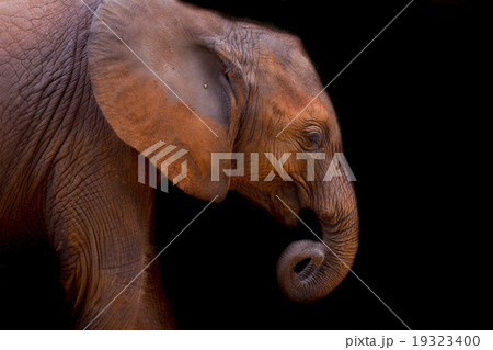 Baby elephant 19323400