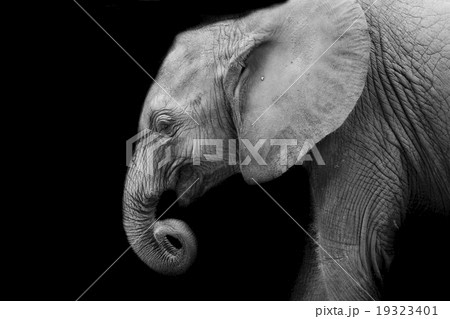 Baby elephant Baby elephant 19323401