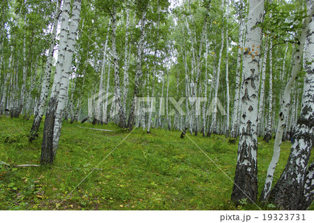 Trees on the white background Trees on the white background 19323731