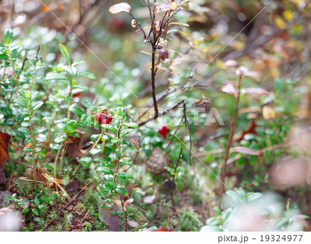 Cowberry. Bushes of ripe forest berries. 19324977