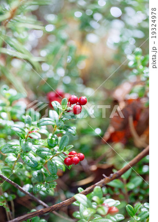 Cowberry. Bushes of ripe forest berries. 19324978