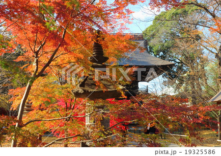 九品仏浄真寺　仁王門　紅葉 19325586