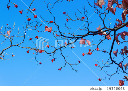 ハナミズキの赤い果実と青い空 19326068
