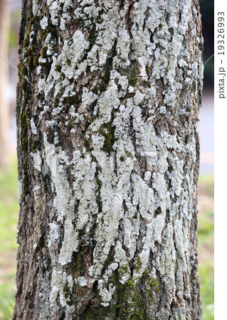 ニセアカシア ニセアカシア 19326993