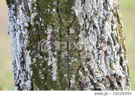 ニセアカシア ニセアカシア 19326994