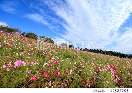 コスモス畑@長崎県諫早市白木峰 コスモス畑@長崎県諫早市白木峰 19327203