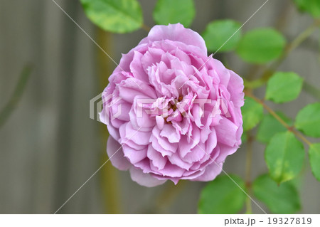 薔薇 19327819