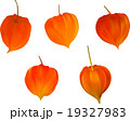鬼灯 19327983
