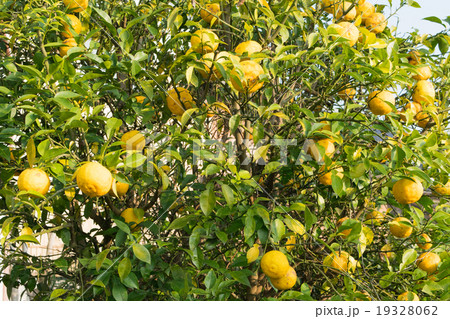 たわわに実った柚子の実2 たわわに実った柚子の実2 19328062