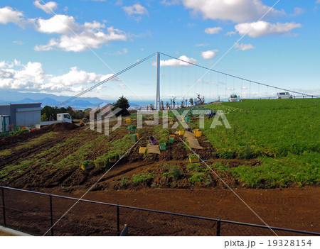 三島スカイウォーク 19328154