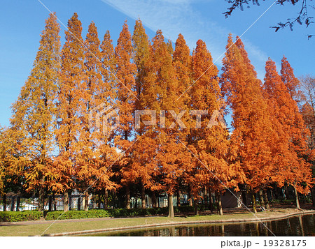 針葉樹の紅葉の写真素材