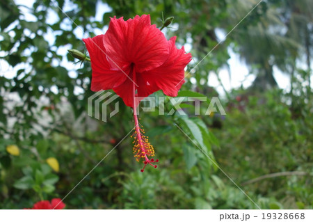 マレーシア ペナン島 赤い花の写真素材
