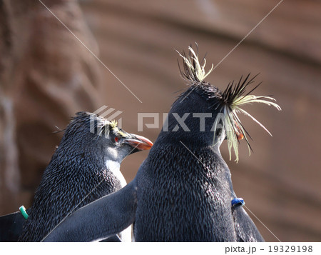 ペンギン 19329198