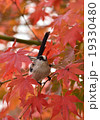 紅葉エナガ 19330480