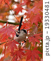 紅葉エナガ 19330481