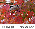 紅葉エナガ 19330482