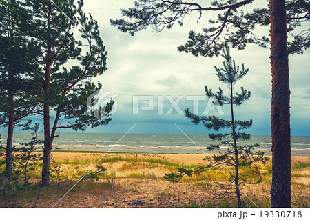 Pine trees on the beach Pine trees on the beach 19330718