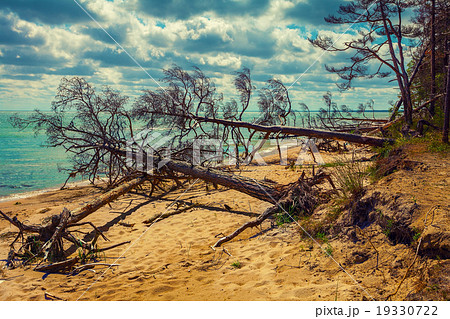 Fallen pine tree on the beach Fallen pine tree on the beach 19330722