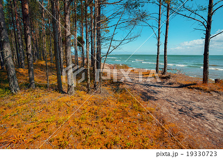 Deserted sea coast, pine forest on the beach Deserted sea coast, pine forest on the beach 19330723