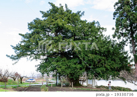 小鳥崎の大カヤ　岩手県 19330736