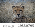 チーター 19330795