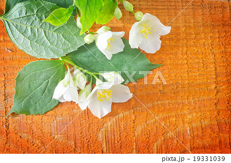 jasmin jasmin 19331039