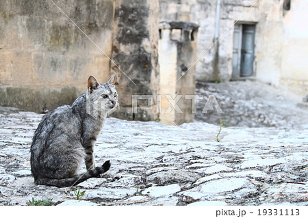 海外の路地裏の猫の写真素材