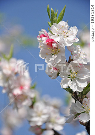 ハナモモ 19331814