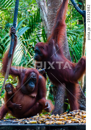 two Orang Utan hanging on a tree in the jungle two Orang Utan hanging on a tree in the jungle 19332682