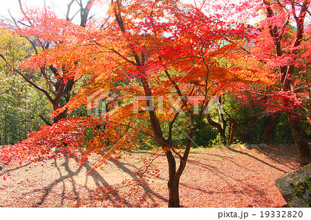 津和野城 紅葉の写真素材 1933