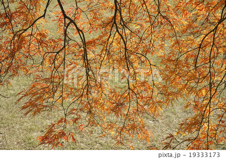 紅葉 紅葉 19333173