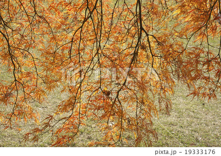 紅葉 紅葉 19333176