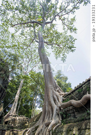 カンボジア　シェムリアップ　タプローム遺跡 19333231