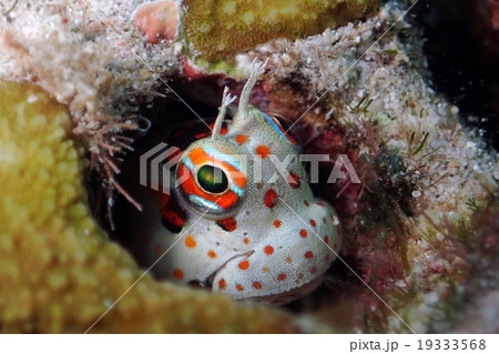 サイパン・モンツキカエルウオ サイパン・モンツキカエルウオ 19333568