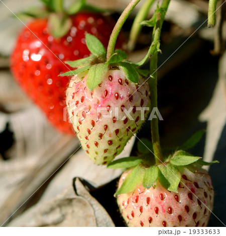 Strawberry in plantation field. 19333633