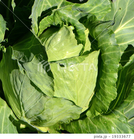 Pointed Cabbage (Brassica oleraceae). Pointed Cabbage (Brassica oleraceae). 19333677
