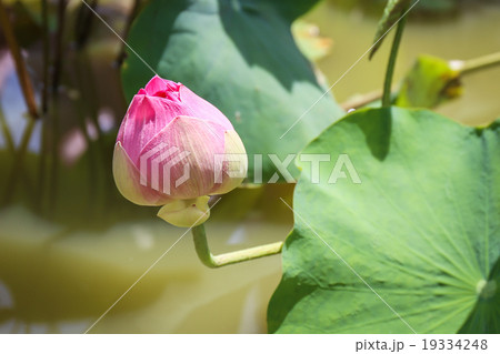 Lotus flower with plants 19334248