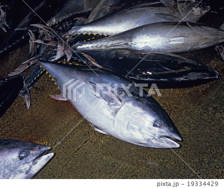 市場に並んだマグロ　気仙沼港 19334429