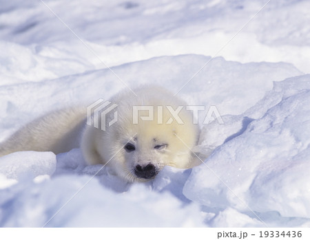 生まれたばかりのタテゴトアザラシ　カナダ 19334436