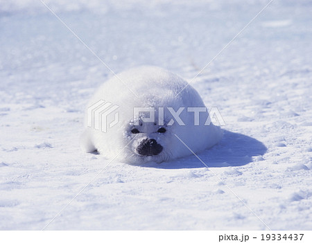 生まれたばかりのタテゴトアザラシ      カナダ 19334437