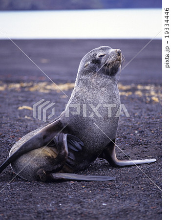 ナンキョクオットセイの子供 19334446
