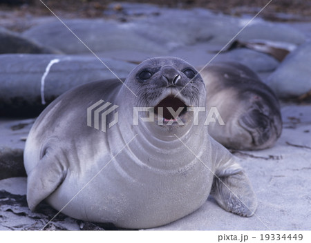 ミナミゾウアザラシの子供 19334449