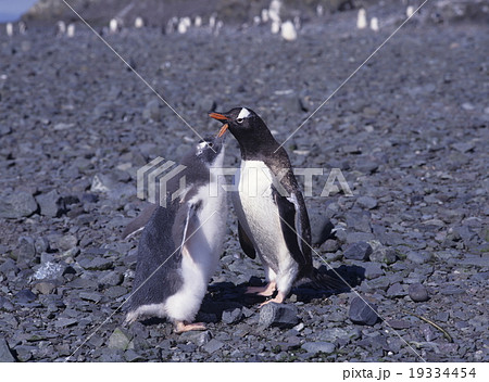 ジェンツーペンギンの親子　南極 19334454
