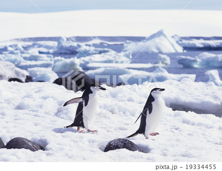 ヒゲペンギン　南極 19334455