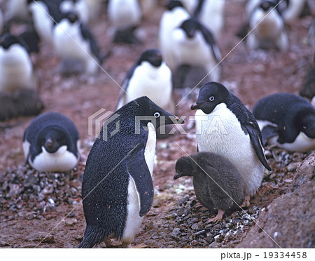 アデリーペンギンの家族    南極 19334458