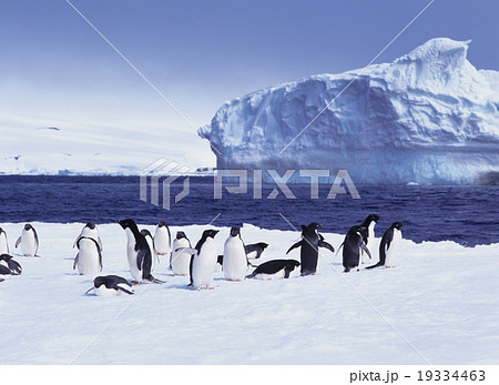 氷山の上のアデリーペンギン　　南極 19334463